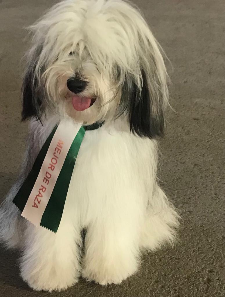 Tibetan Terrier España