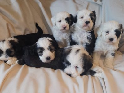 Camada-Tibetan-Terrier-Espana.jpeg