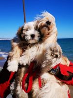 Tibetan-Terrier-Espana-Marinero-2.jpeg