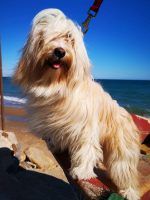 Tibetan-Terrier-Espana-Marinero.jpeg