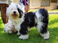 Tibetan-Terrier-Espana-Parque-2.jpeg