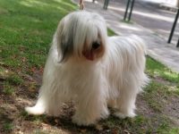 Tibetan-Terrier-Espana-Parque.jpeg