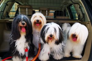 Tibetan Terrier España