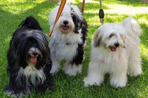 Tibetan terrier España